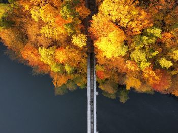 Scenic view of autumn trees