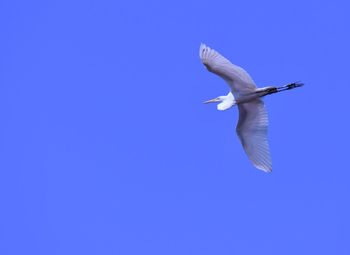 Low angle view of seagull flying