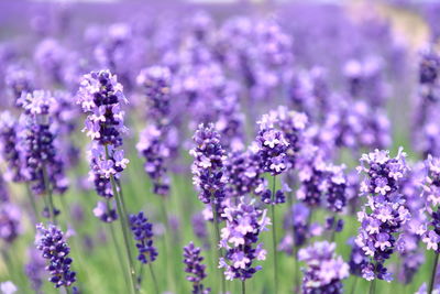 Close-up of purple flowering plants on field