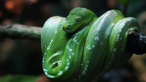 Close-up of green snake