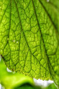 Close-up of green leaves