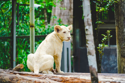 Lion looking away