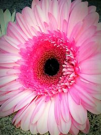 Close-up of pink flower