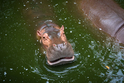 High angle view of lion swimming in lake