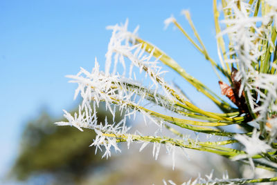 Close-up of frozen plant during winter