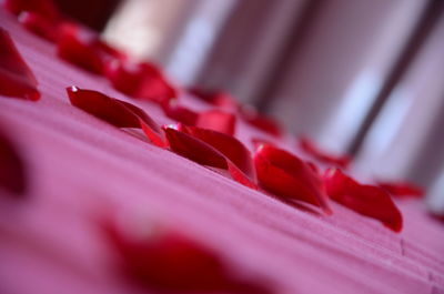 Close up of red flower