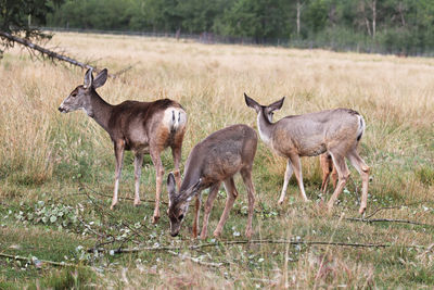 Deer in a field