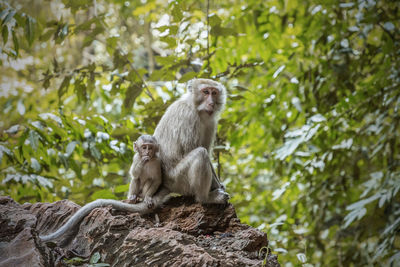 Monkey sitting on rock in forest