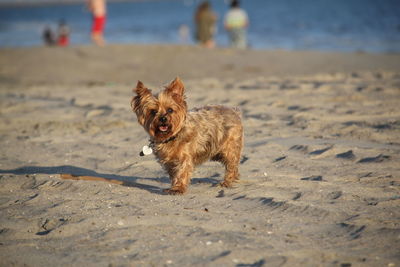 Cute dog on beach