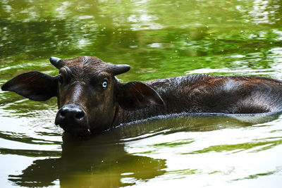 Animal in water