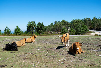 Galician cows grazing in the mountains on a sunny day