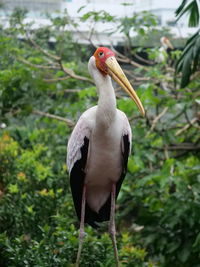 Close-up of bird perching on a tree