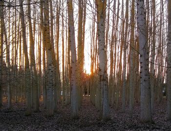 Close-up of trees in forest