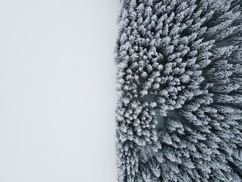 Close-up of snow on pine tree