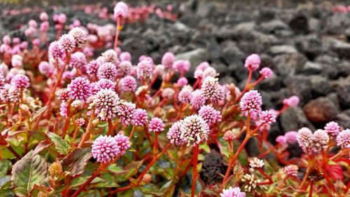 Close-up of pink flowers