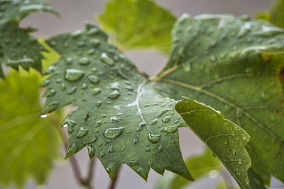 Grape leaves with raindrops 