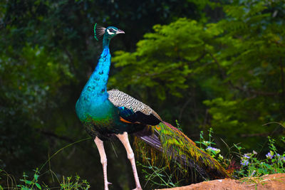 Bird perching on a tree