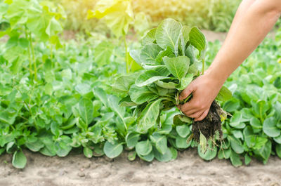 The farmer is holding cabbage seedlings ready for planting in the field. farming, agriculture