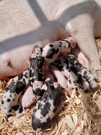 A pig that has given birth to 10 piglets in cameroon