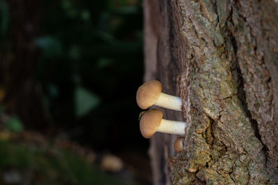 Close-up of mushroom growing on tree trunk