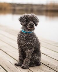 Portrait of dog sitting on wood against lake