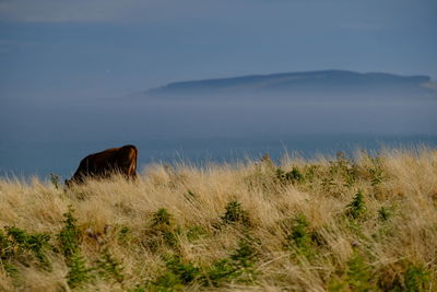 Horse in a field