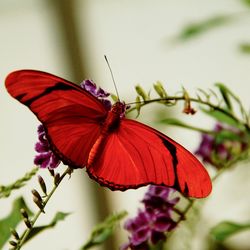 Close-up of butterfly pollinating on flower