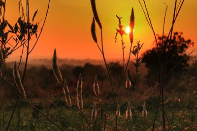 Close-up of plants on field against sky at sunset