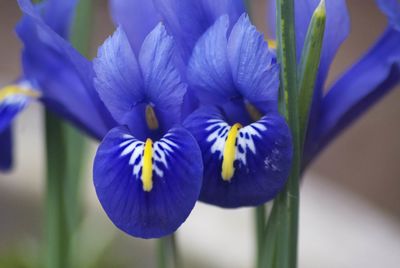Close-up of purple flowers