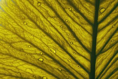 Full frame shot of wet yellow leaf