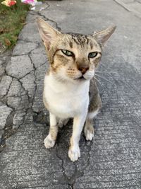 High angle portrait of cat on street