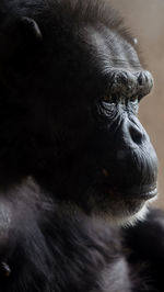 Close-up of monkey looking away