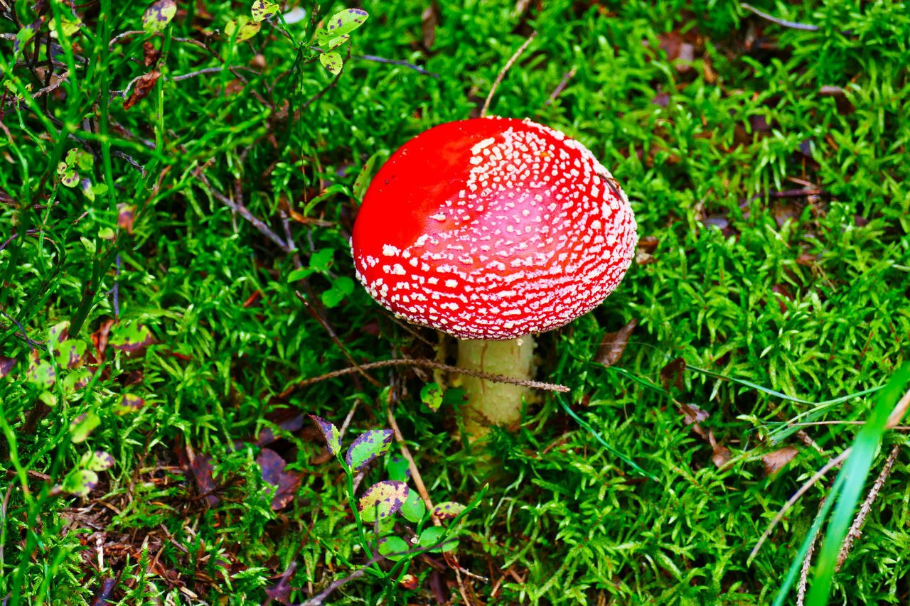 HIGH ANGLE VIEW OF FLY AGARIC MUSHROOM ON FIELD