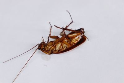 High angle view of insect on white background