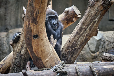 Monkey sitting on tree trunk