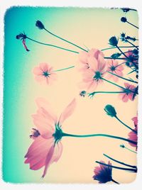 Close-up of pink flowers