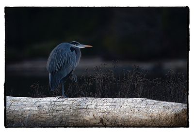 Close-up of gray heron perching on wooden post