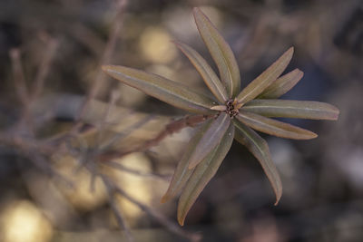 close-up