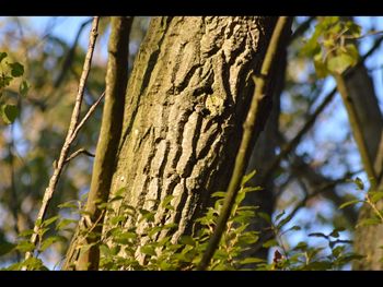 Close-up of tree trunk