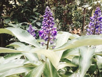 Close-up of purple flowers