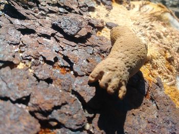 Close-up of a lizard on rock