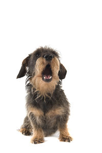 Portrait of dog sitting against white background