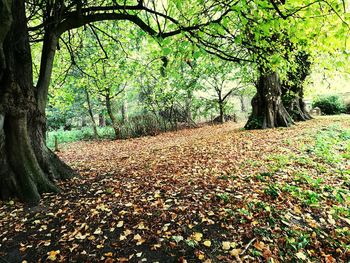 Trees in forest during autumn