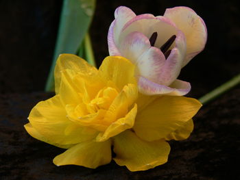 Close-up of yellow flower