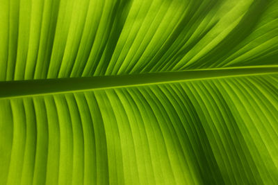  beautiful detail line pattern of tropical a fresh green banana leave.natural background concep