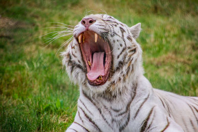 Close-up of a cat yawning