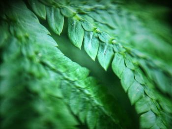 Full frame shot of fresh green leaf