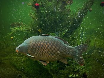 Close-up of fish swimming in aquarium