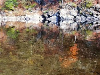 Reflection of trees in lake