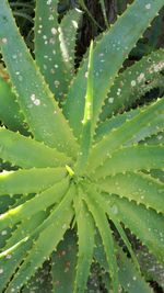 Full frame shot of succulent plant